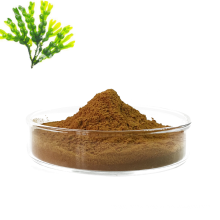 Best price high quality chinese supply fucus vesiculosus extract powder fucoxanthin powder